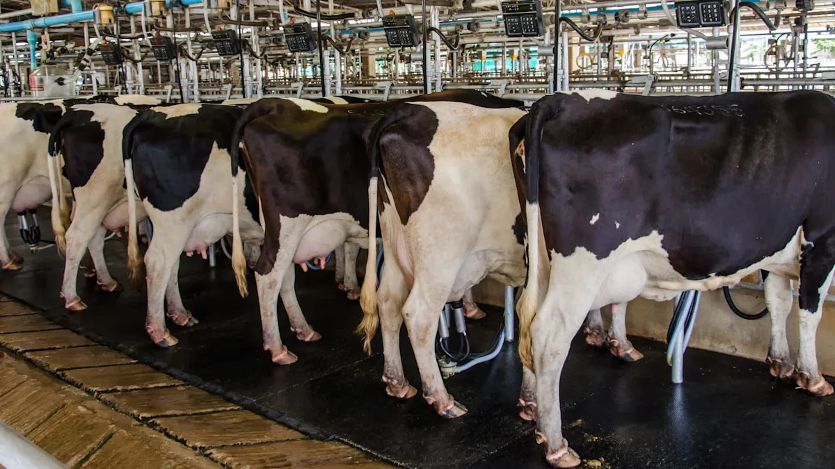 Pittsburgh team finds why H5N1 zeroed in on US cow udders, not their lungs