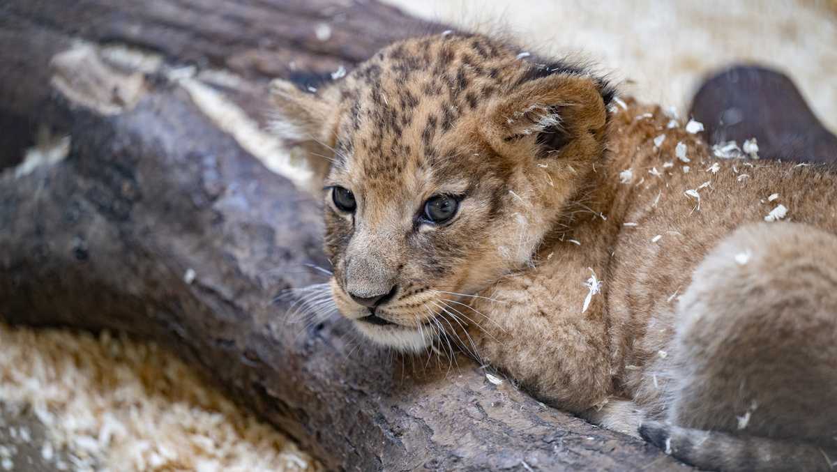 Pittsburgh Zoo opens lion cub naming contest
