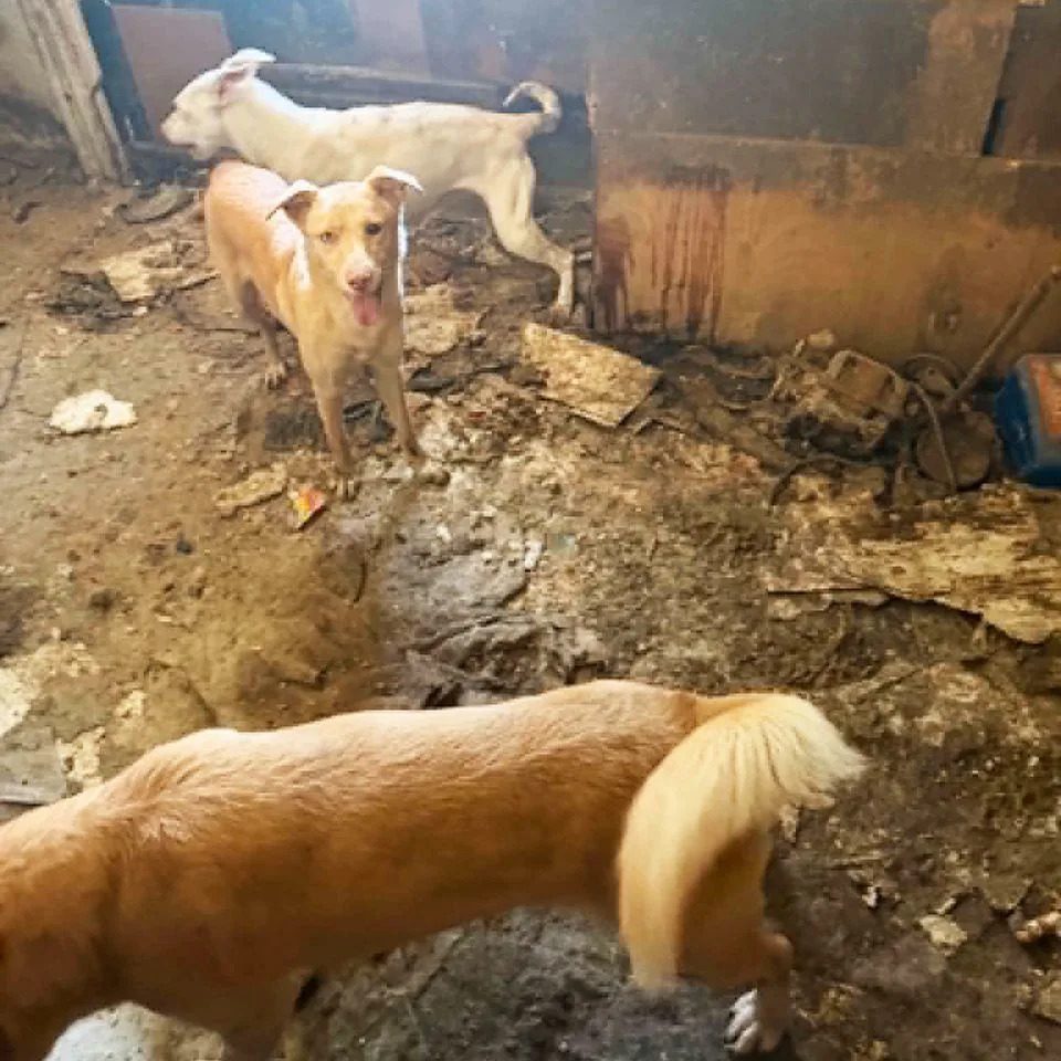 More pets are seen at the home.Credit: ANNA Shelter/Facebook