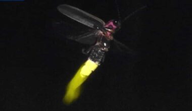 Pennsylvania Firefly Festival showcases rare synchronous fireflies