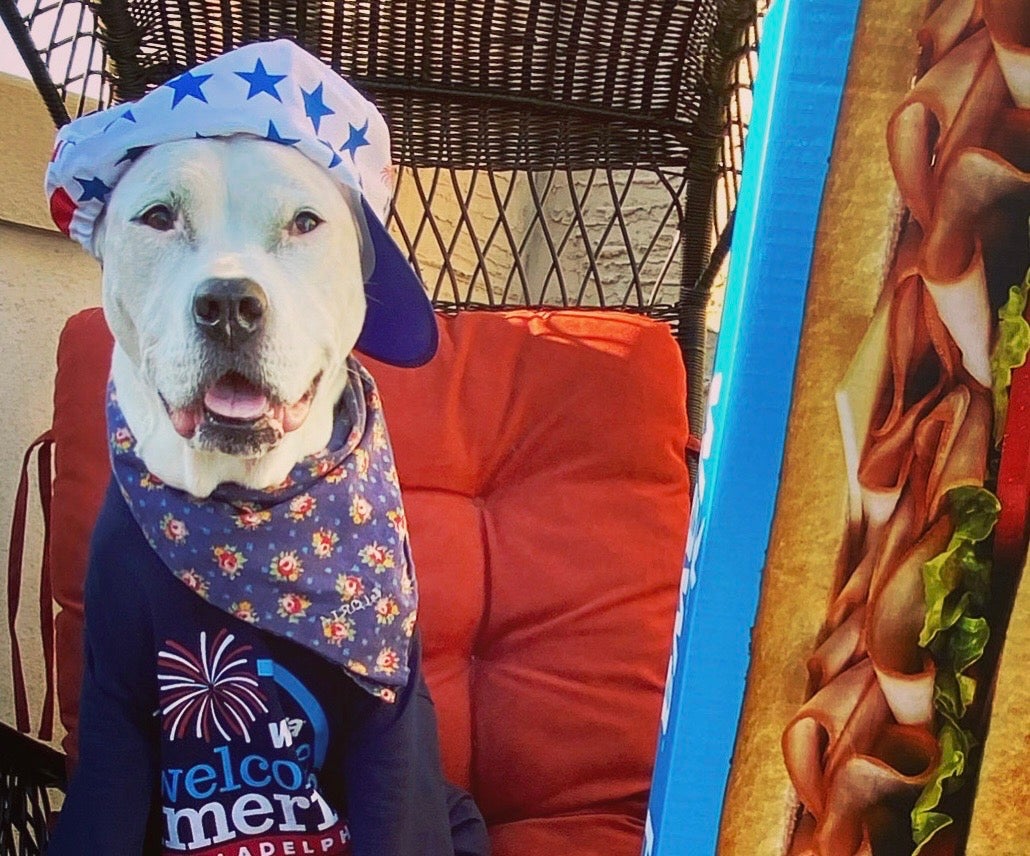 Gloria the white pitbull is wearing a WAWA Welcome America tshirt and hat and posing next to a giant WAWA hoagie box.