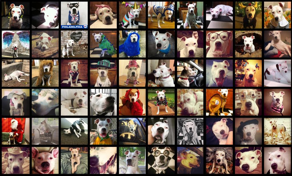 Gloria Collage
