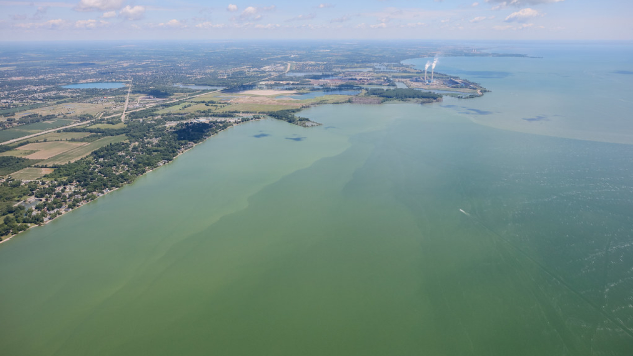 An aerial photo of green waters from a harmful algal bloom in western Lake Erie, July 20, 2020.