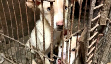 62 Dogs and 2 Cats Rescued from 'Extreme Neglect' at Pennsylvania Home