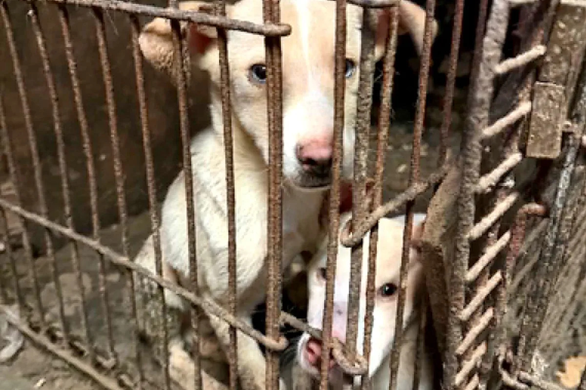 62 Dogs and 2 Cats Rescued from 'Extreme Neglect' at Pennsylvania Home