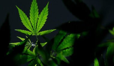 Pa. Senate Democrats reject bill to create independent board for marijuana, hemp regulation