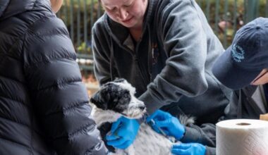 Berks Animal Rescue League to hold low-cost vaccine clinic in Wyomissing | Berks Regional News