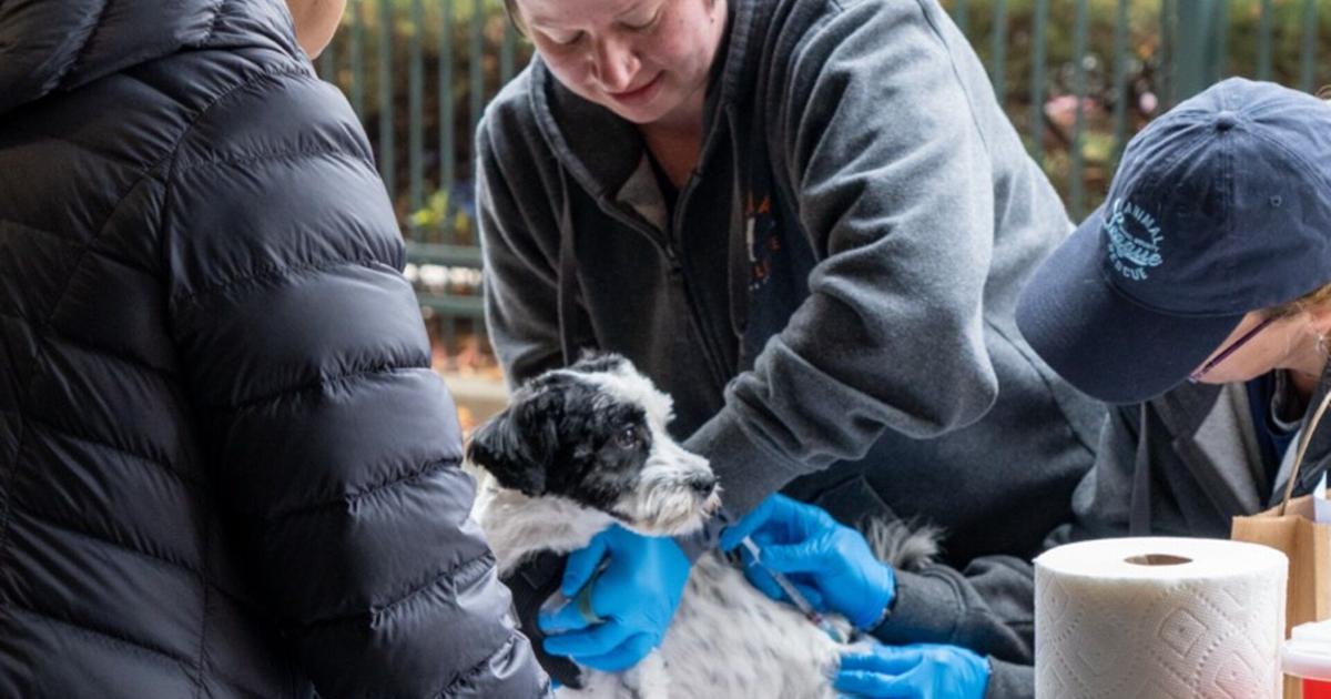 Berks Animal Rescue League to hold low-cost vaccine clinic in Wyomissing | Berks Regional News