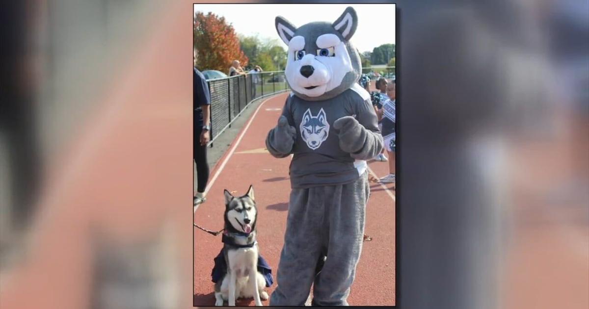 Kiska VI, Dieruff High’s husky mascot, on the mend after medical scare | Allentown Area