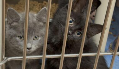 Erie Humane Society Urges Fostering as Kitten Season Peaks | News