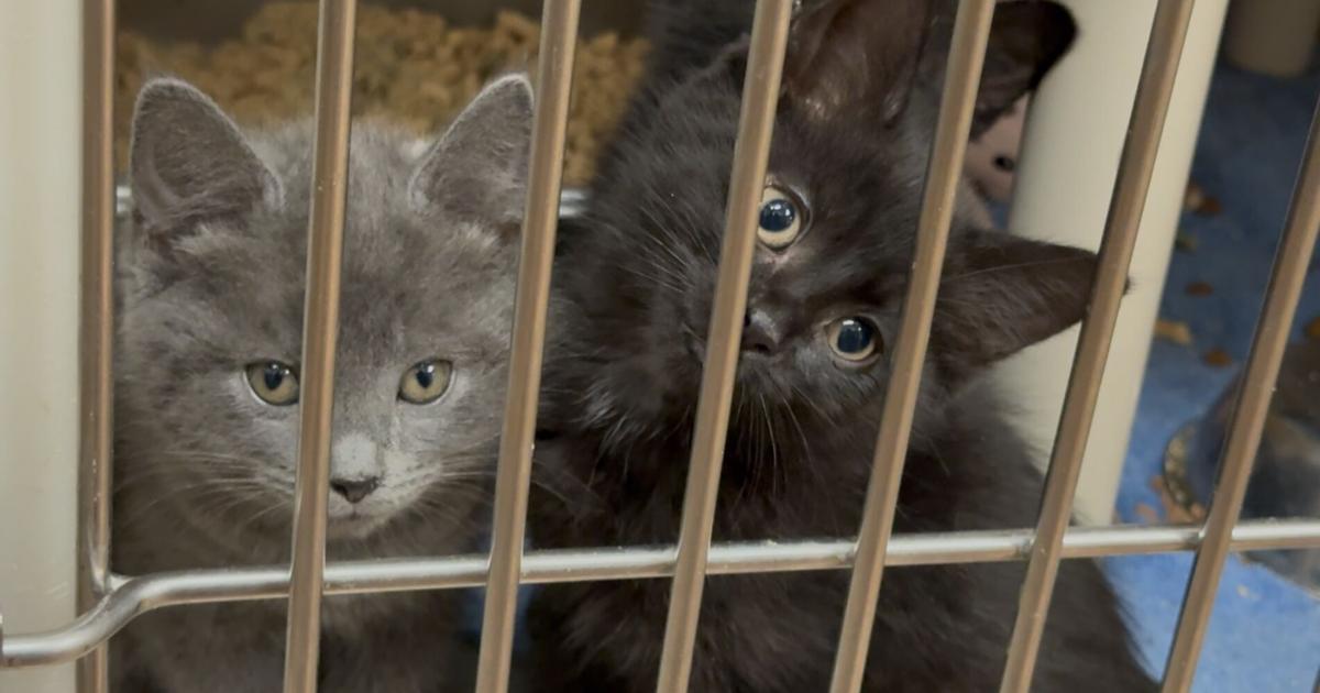 Erie Humane Society Urges Fostering as Kitten Season Peaks | News