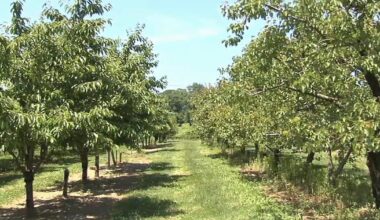 Lehigh County farm won’t open this year after freeze destroys fruit crop | Lehigh County