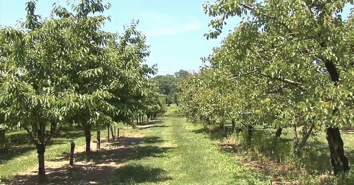 Lehigh County farm won’t open this year after freeze destroys fruit crop | Lehigh County