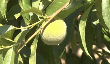 Fruit losses could hit $200 million after April freeze, experts say | Pennsylvania News