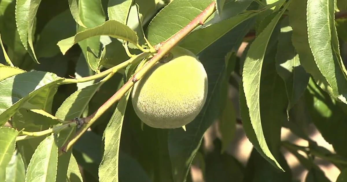 Fruit losses could hit $200 million after April freeze, experts say | Pennsylvania News