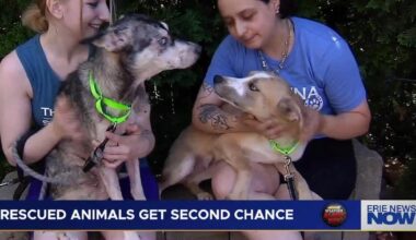 64 Dogs, 2 Cats Safe After Large-Scale Rescue in Erie County | Local News