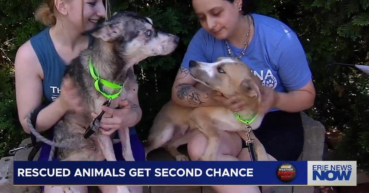 64 Dogs, 2 Cats Safe After Large-Scale Rescue in Erie County | Local News