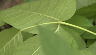 Beware of 'leaves of three': Experts warn poison ivy can absorb into skin in just 2 minutes | Health