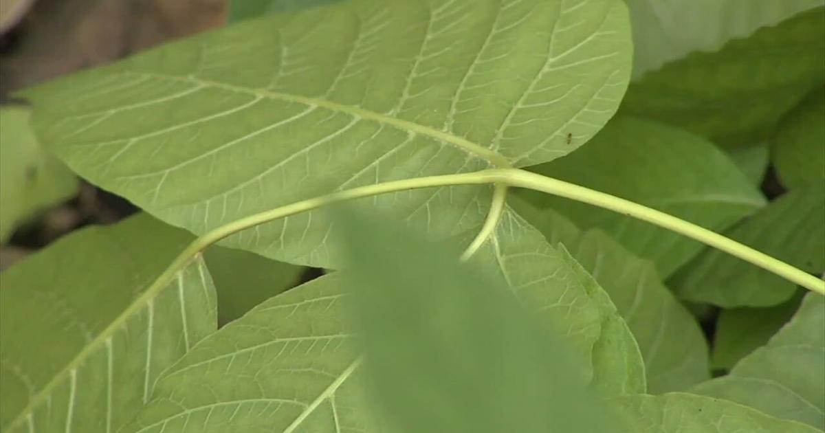 Beware of 'leaves of three': Experts warn poison ivy can absorb into skin in just 2 minutes | Health