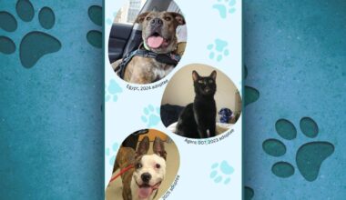 Summer reading challenge aims to help a Berks County shelter pet find a home | Reading Area