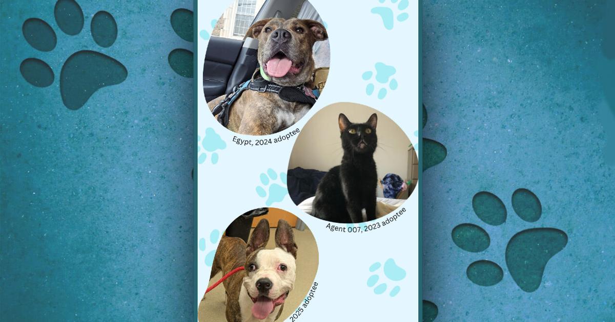 Summer reading challenge aims to help a Berks County shelter pet find a home | Reading Area