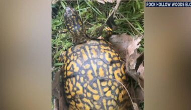 Rock Hollow Woods offers $1,000 reward for missing turtles | Berks Regional News