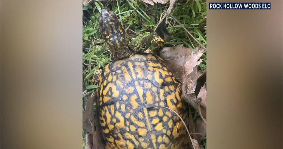 Rock Hollow Woods offers $1,000 reward for missing turtles | Berks Regional News