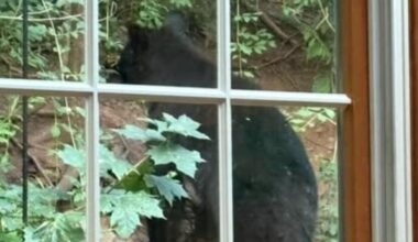 Black bear sighted in Cumru Twp. | Southern Berks County