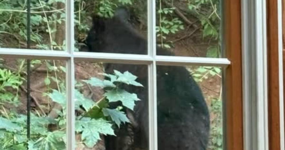 Black bear sighted in Cumru Twp. | Southern Berks County