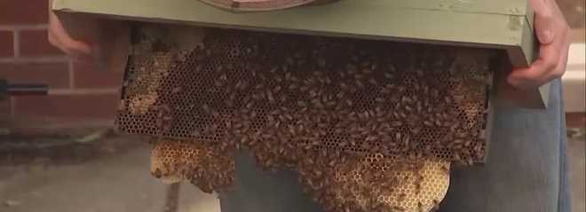 Neighbors on a Philadelphia street have bonded over an unusual situation involving bees living in a sewer, producing what residents call "sewer honey." neighbors on a philadelphia street have bonded over an unusual situation involving bees living in a sewer, producing what residents call "sewer honey."