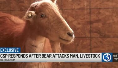 Bethlehem man says he fought off bear attacking pet goat
