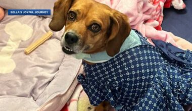 Second chance: Bella the dog thriving a year after traveling from Pittsburgh area to Colorado
