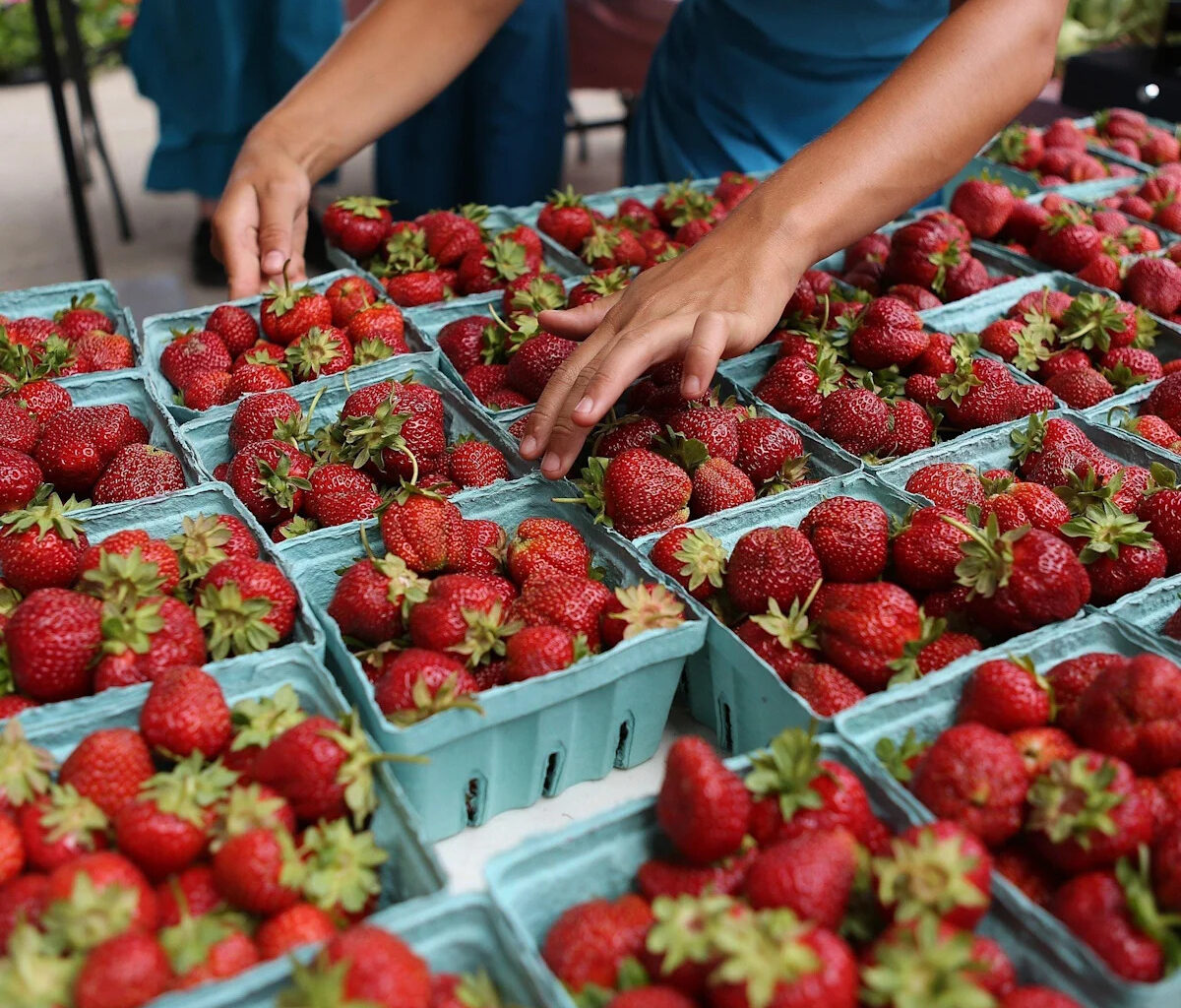 Erie County's 2026 'weird' strawberry season has begun