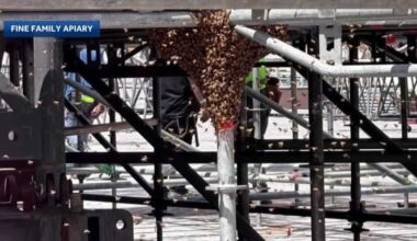 Pittsburgh bee swarm found at Acrisure Stadium