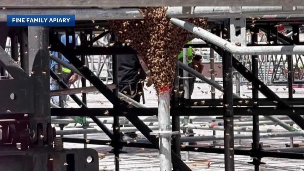 Pittsburgh bee swarm found at Acrisure Stadium