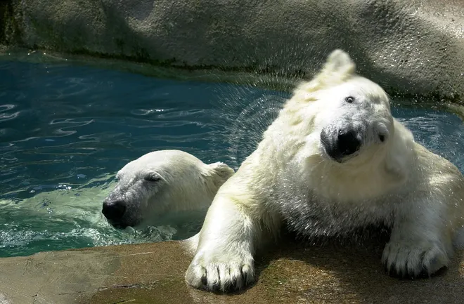 Alcor and Mizar, twin polar bears at the Erie Zoo, cool off on a hot August day in 2001. Alcor died in August 2006 from complications of surgery to repair a broken front foot. His brother, Mizar, was euthanized less than a month later after an exam found that a tumor on his spleen had ruptured. You might also be interested in Photos: The Erie Zoo, through the years