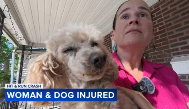 Motorcyclist flees after hitting woman and dog in South Philadelphia crosswalk