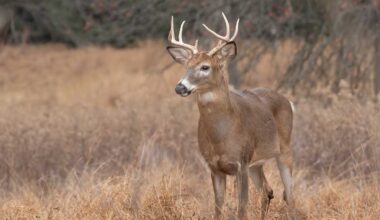 Pa. lawmaker to propose bill that revokes hunting licenses for animal cruelty