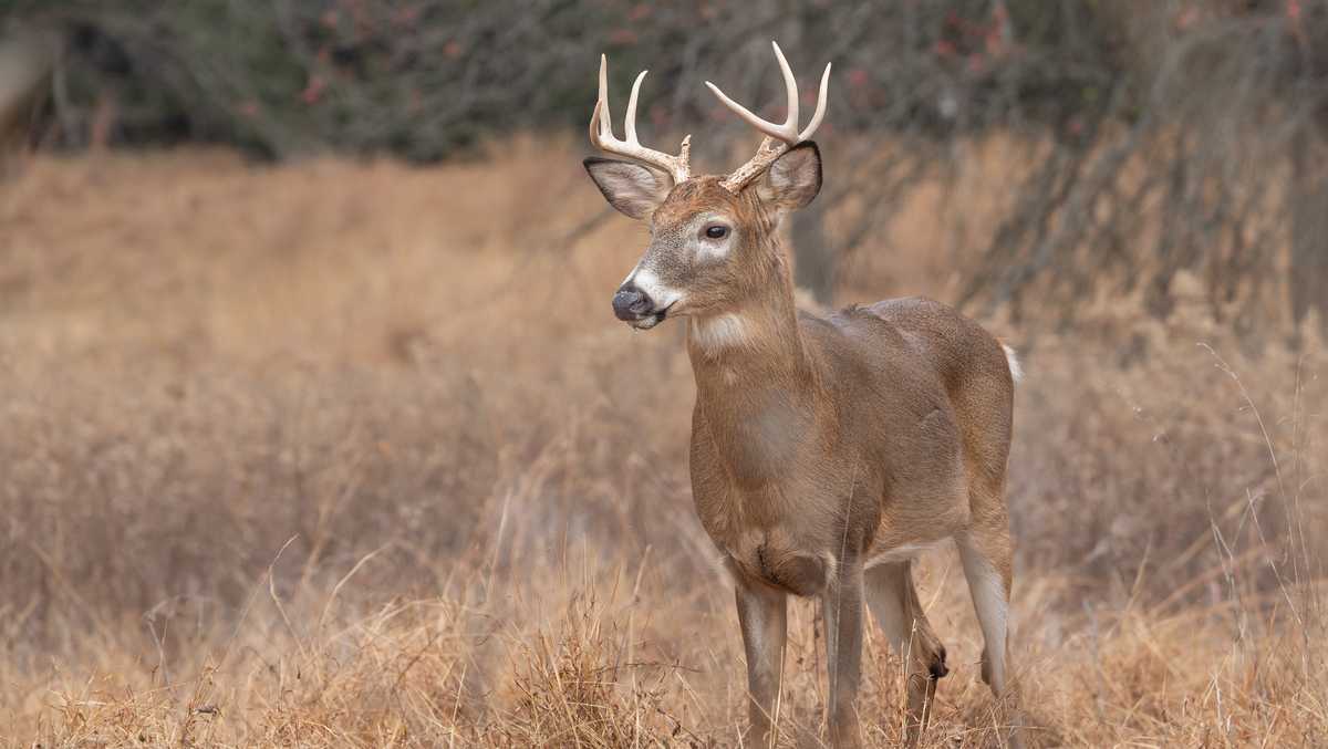 Pa. lawmaker to propose bill that revokes hunting licenses for animal cruelty