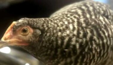 Pennsylvania police department makes lost chicken a deputy dispatcher