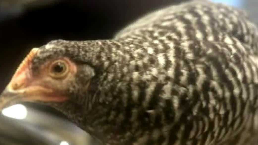 Pennsylvania police department makes lost chicken a deputy dispatcher