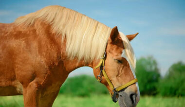 Philadelphia Just Banned Horse-Drawn Carriages for Good
