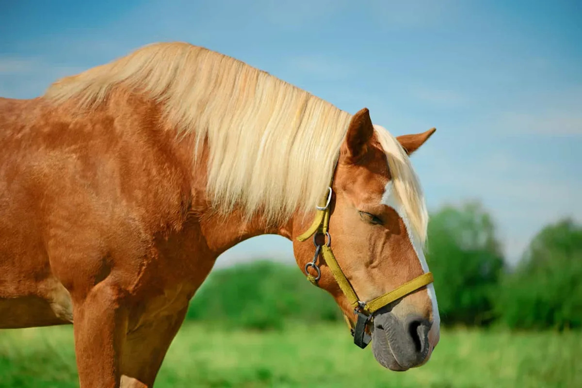 Philadelphia Just Banned Horse-Drawn Carriages for Good