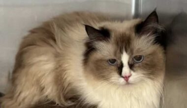 Cats rescued from Lancaster County home now ready for adoption