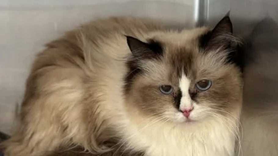 Cats rescued from Lancaster County home now ready for adoption
