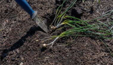 Star of Bethlehem weed can be managed