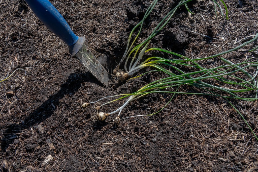 Star of Bethlehem weed can be managed