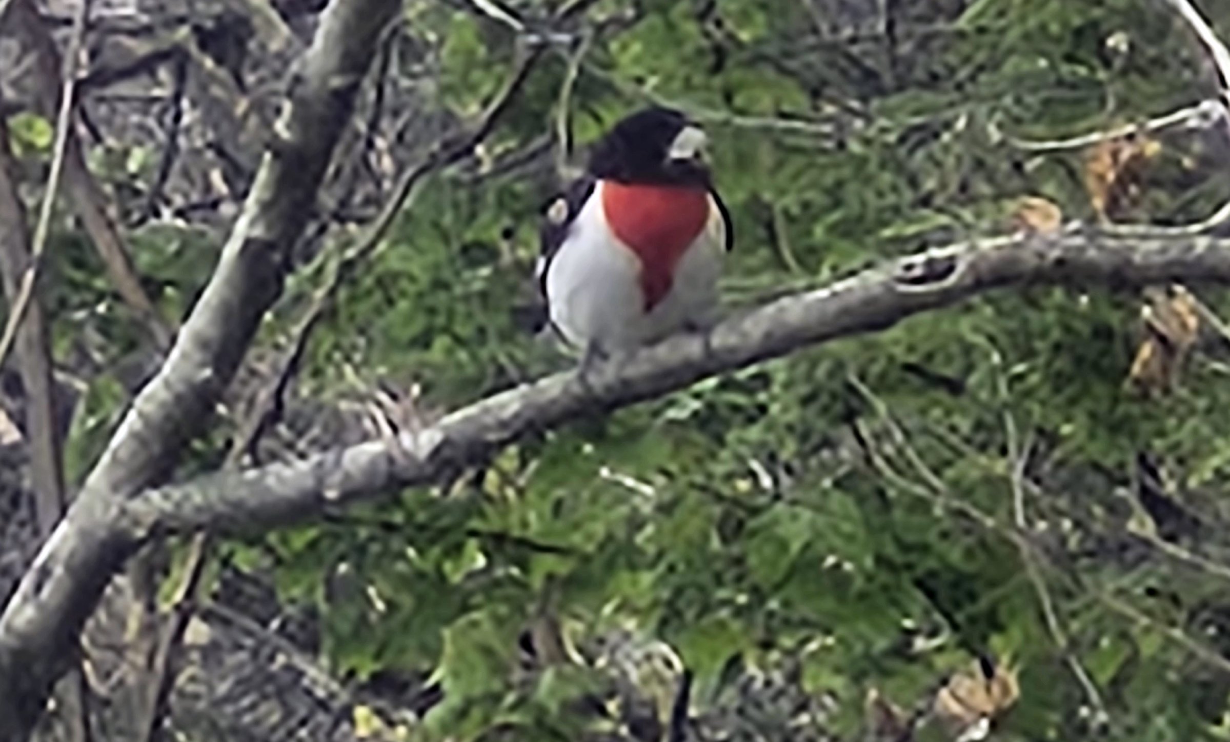 Photographer Nancy Stauch of West Wyoming spotted this beautiful rose-breasted...