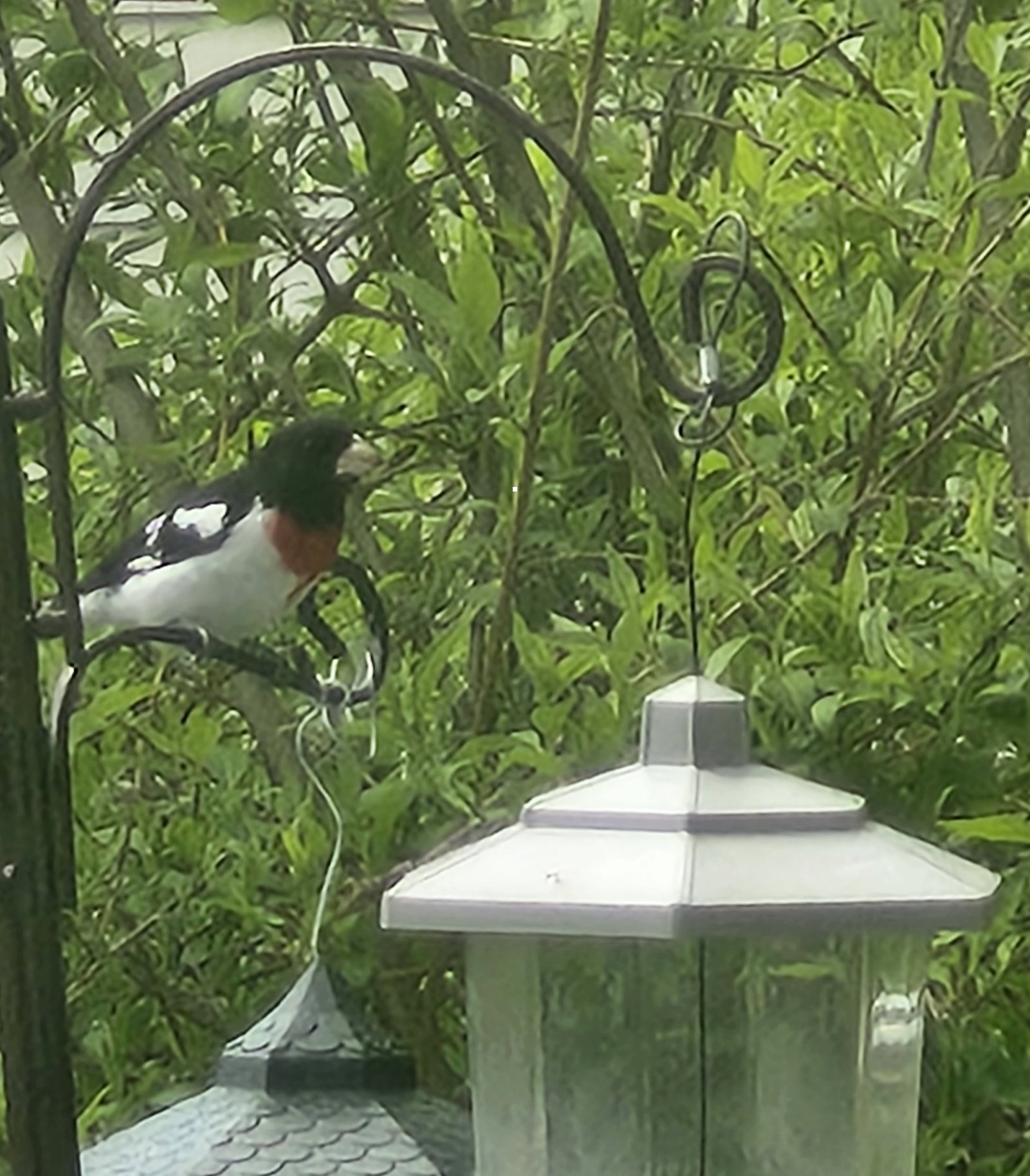 Photographer Nancy Stauch of West Wyoming spotted this beautiful rose-breasted...