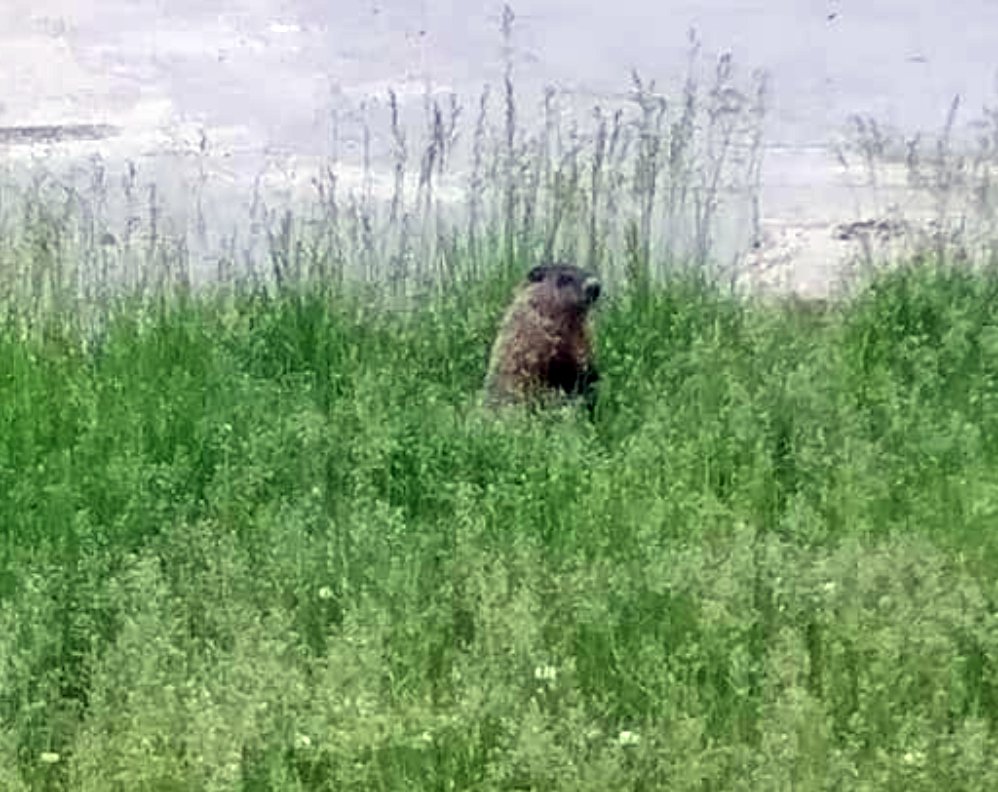 Photographer Sandy Zeek of Wilkes-Barre Twp. spotted this groundhog sitting...
